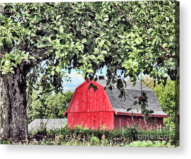 Red Barn Acrylic Print featuring the photograph Under the Apple Tree by Janice Drew
