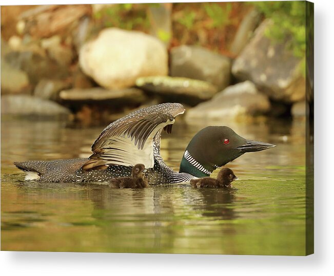 Loon Acrylic Print featuring the photograph Under the Wing by Duane Cross
