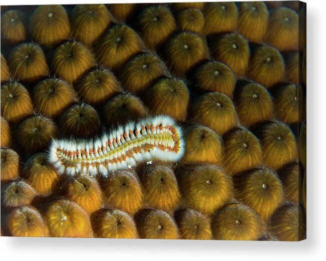 Jean Noren Acrylic Print featuring the photograph Undulating Bristle Worm by Jean Noren