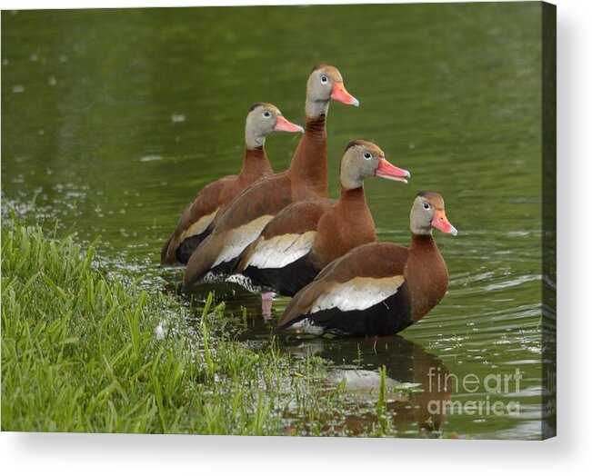 Duck Acrylic Print featuring the photograph Unexpected Visitors by Randy Bodkins