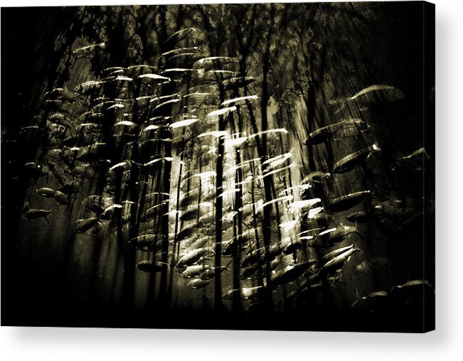 Digital Photography Acrylic Print featuring the photograph Untitled 2 by Tony Wood