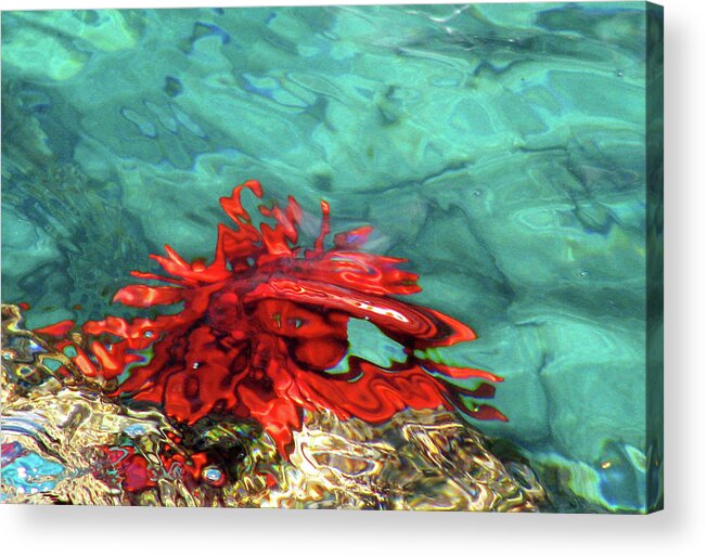 Urchin Acrylic Print featuring the photograph Urchin Abstract by Ted Keller