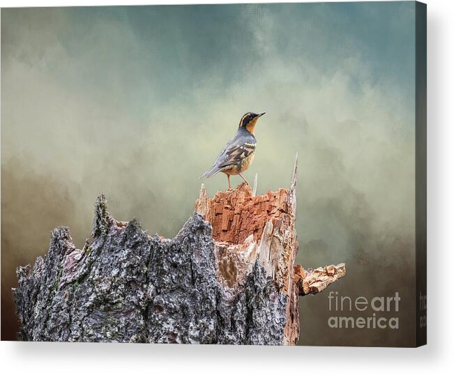 Varied Thrush Acrylic Print featuring the photograph Varied Thrush on a Dead Tree by Eva Lechner