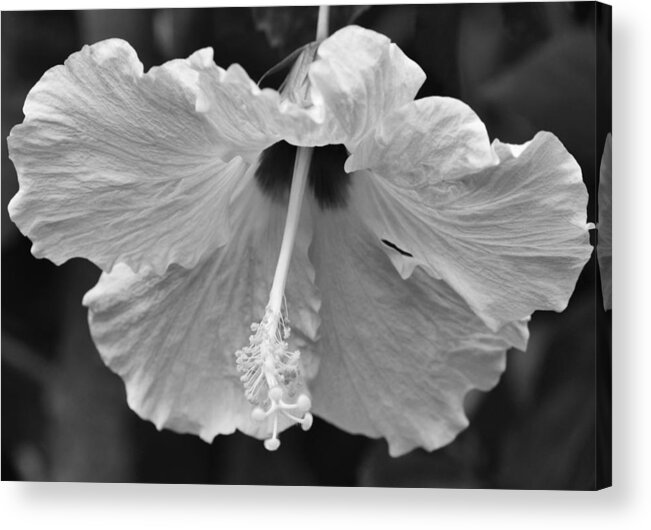 Hibiscus Acrylic Print featuring the photograph Vintage Hibiscus by Melanie Moraga