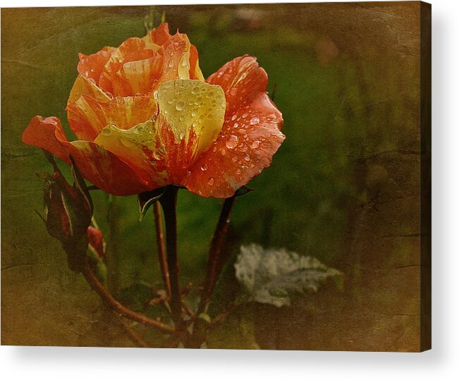 Rose Acrylic Print featuring the photograph Vintage Sunset Rose by Richard Cummings