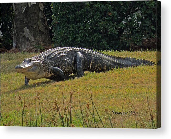 Alligator Acrylic Print featuring the photograph Walking Appetite by T Guy Spencer