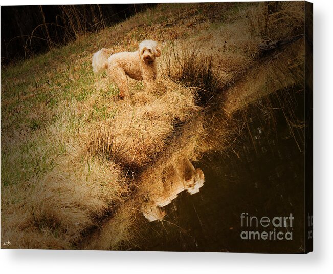 Multi-generational Labradoodle Acrylic Print featuring the photograph Walking by the pond by Sandra Clark
