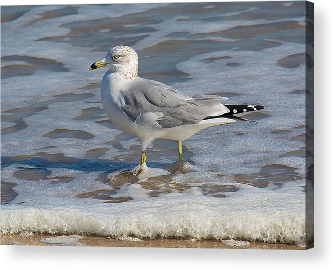 Wildlife Acrylic Print featuring the photograph Warm Water Wading by Kenneth Albin