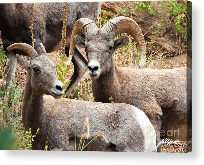 Pair Of Rocky Mountain Big Horn Sheep. Acrylic Print featuring the photograph Watchful by Bon and Jim Fillpot