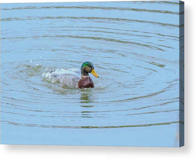 Male Acrylic Print featuring the photograph Water Off A Ducks Back by Allan Levin