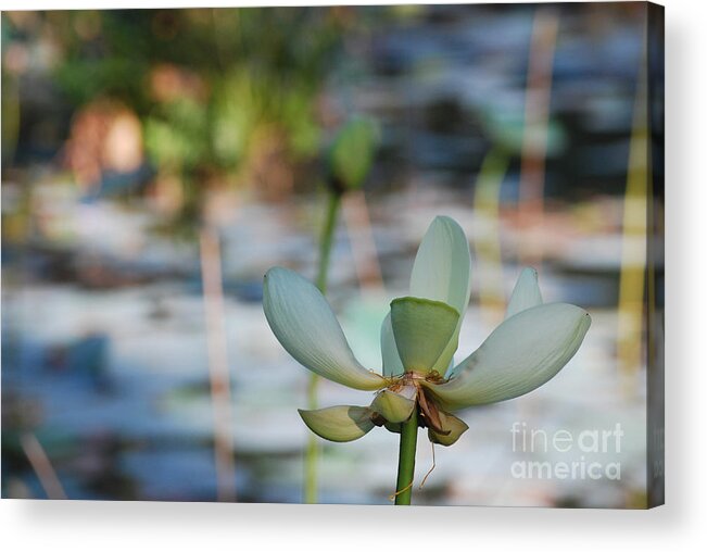 Botanical Acrylic Print featuring the photograph Waterlily Wash Horizontal by Heather Kirk