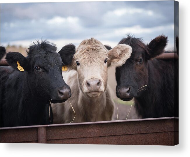 Cows Acrylic Print featuring the photograph We Three Cows by Holden The Moment