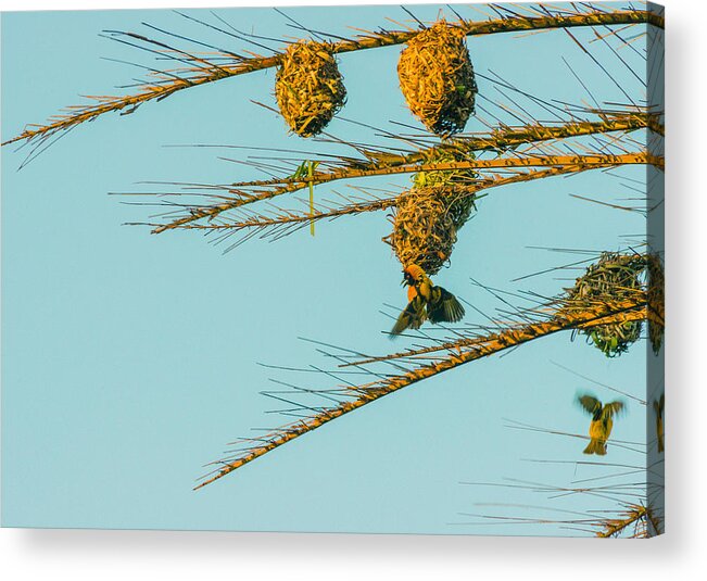 Birds Acrylic Print featuring the photograph Weaver Birds by Patrick Kain