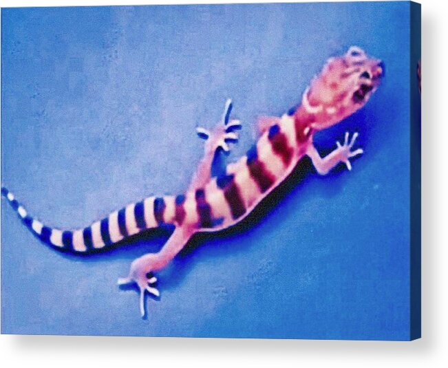 Arizona Acrylic Print featuring the photograph Western Banded Gecko by Judy Kennedy
