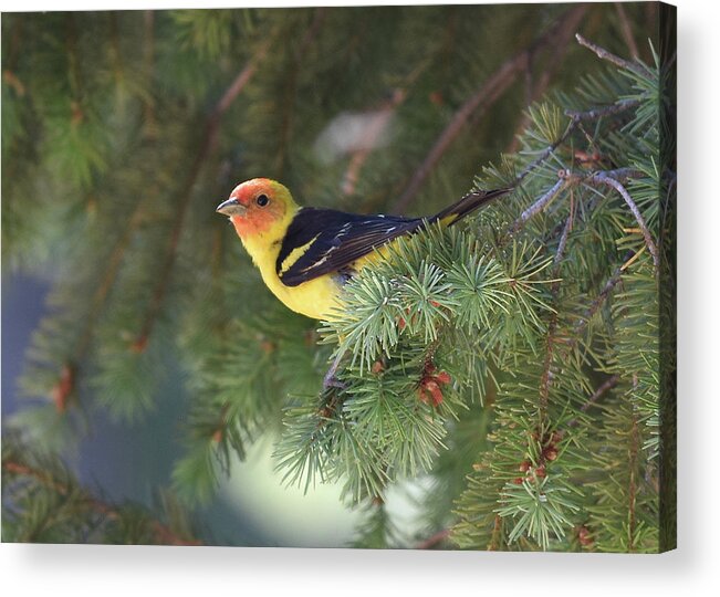  Acrylic Print featuring the photograph Western Tanager by Ben Foster