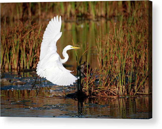 Egret Acrylic Print featuring the photograph Wetland Landing by Ray Congrove