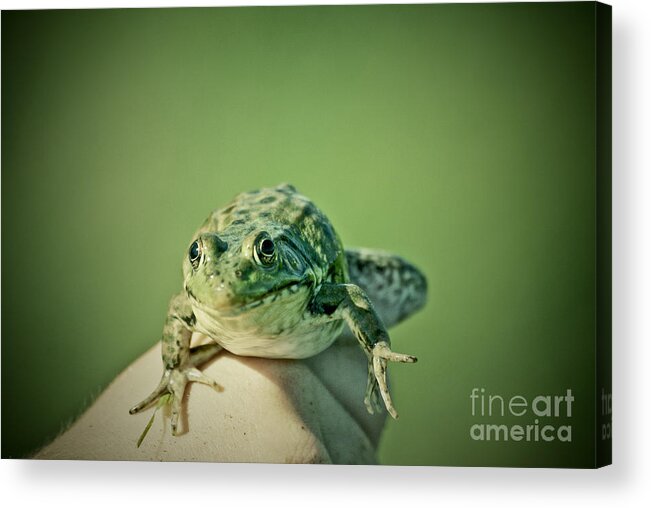 Frog Acrylic Print featuring the photograph What Are You Looking At by Aimelle Ml