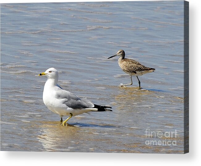Birds Acrylic Print featuring the photograph Outer Banks OBX #10 by Buddy Morrison