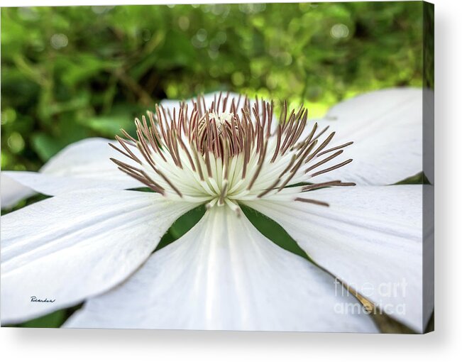 50146 Acrylic Print featuring the photograph White Clematis Flower Garden 50146 by Ricardos Creations