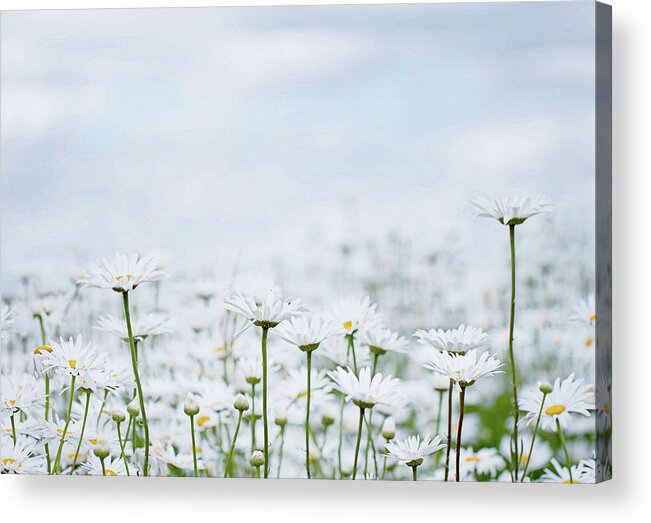 Daisies Acrylic Print featuring the photograph White Daisies in Summer Sunshine 2 by Rebecca Cozart
