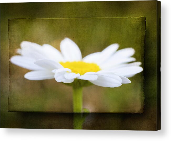 Spring Acrylic Print featuring the photograph White daisy by Eduard Moldoveanu