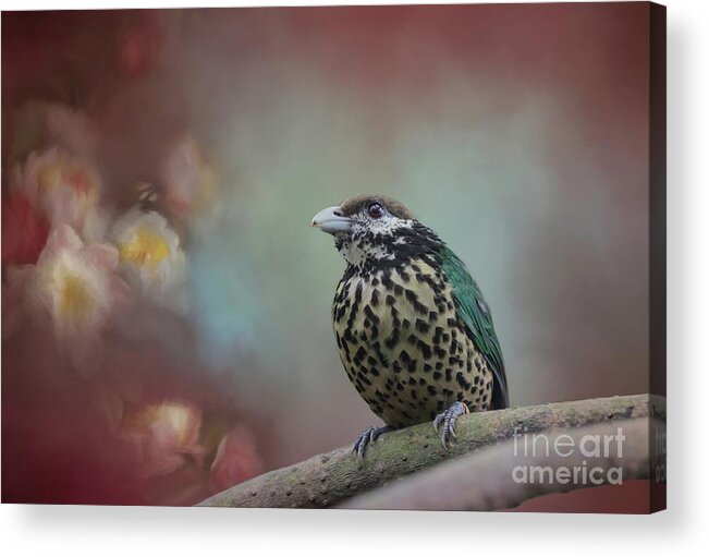 White-eared Catbird Acrylic Print featuring the photograph White-eared Catbird by Eva Lechner