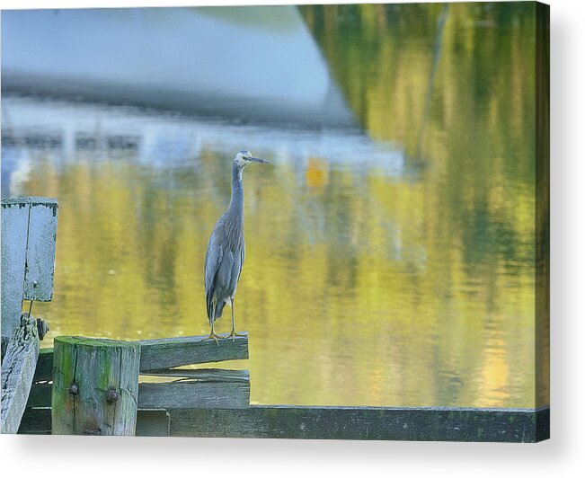 Spencer Acrylic Print featuring the photograph White Faced Heron with reflections by Barry Culling