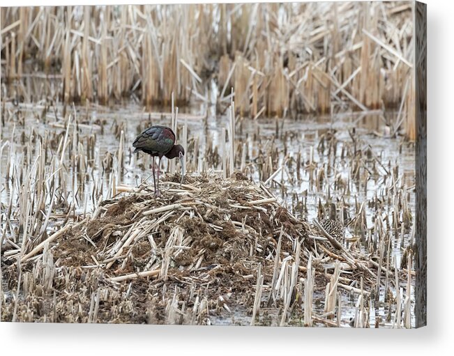 White-faced Ibis (plegadis Chihi) Acrylic Print featuring the photograph White-faced Ibis 2017-2 by Thomas Young