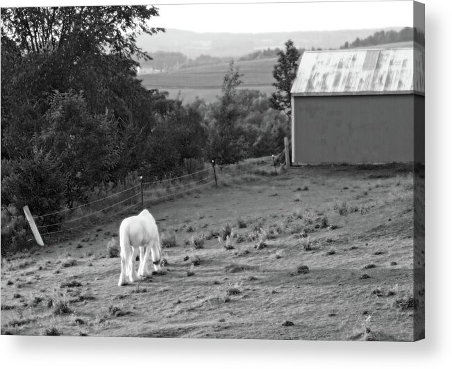 Horse Acrylic Print featuring the photograph White Horse, New York by Brooke T Ryan