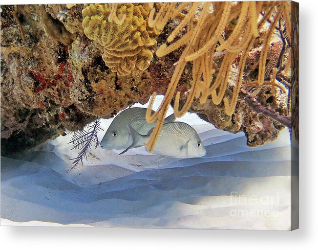 Underwater Acrylic Print featuring the photograph White Margates by Daryl Duda