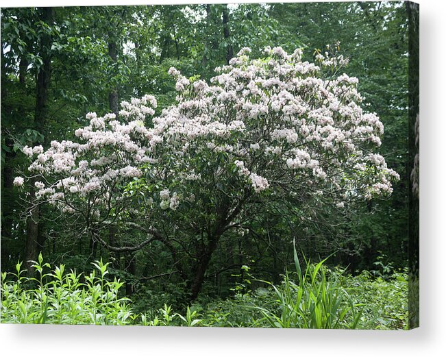 Photograph Acrylic Print featuring the photograph White Native Azalea Along the Blue Ridge Parkway by Suzanne Gaff