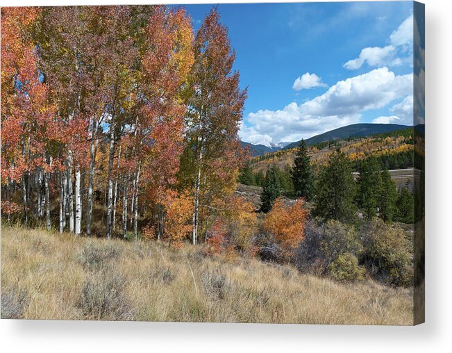 White River National Forest Acrylic Print featuring the photograph White River National Forest Autumn Landscape by Cascade Colors