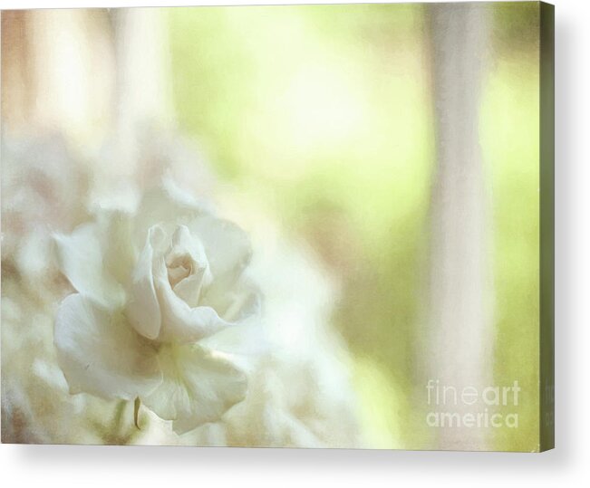 Florals Acrylic Print featuring the photograph White Rose by Michael James