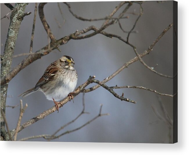 Bird Acrylic Print featuring the photograph White-Throated Sparrow by Living Color Photography Lorraine Lynch