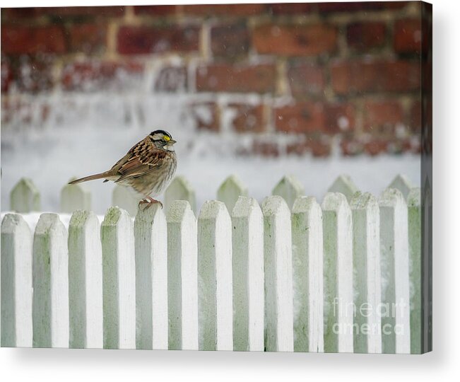 White Throated Sparrow On The Fence Acrylic Print featuring the photograph White Throated Sparrow on the Fence by Karen Jorstad
