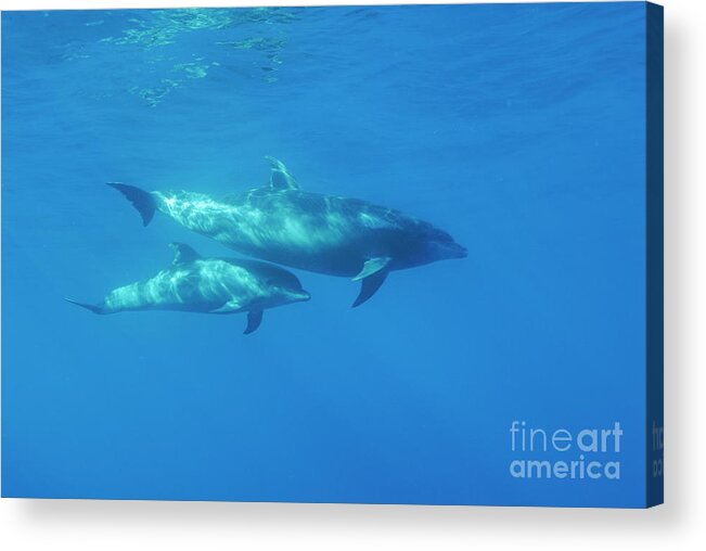 Sun Acrylic Print featuring the photograph Wild Bottle-nosed dolphin mother and calf by Sami Sarkis