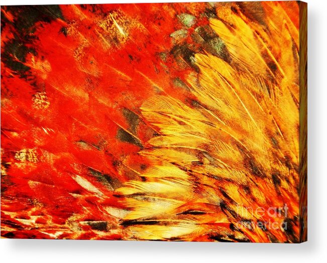 Rooster Acrylic Print featuring the photograph Wild Chicken Feathers by Jan Gelders
