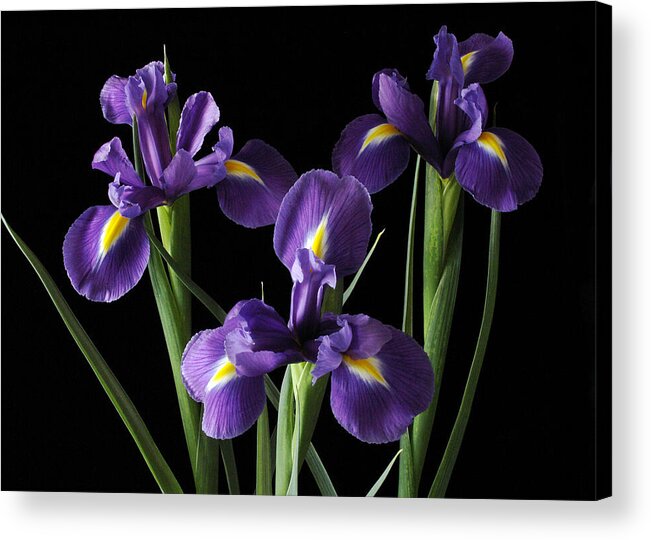 Iris Acrylic Print featuring the photograph Wild Iris by Nancy Griswold