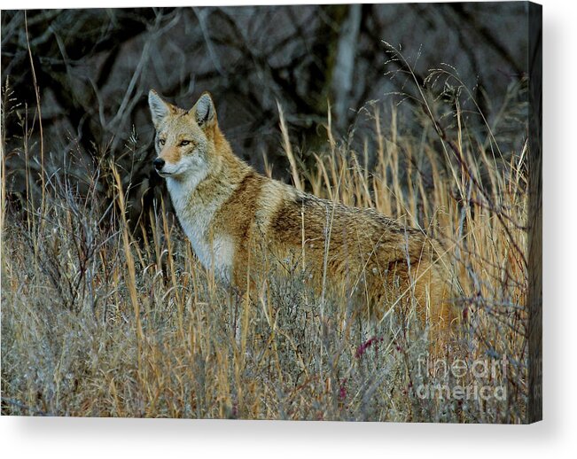 Coyote Acrylic Print featuring the photograph Kansas King by Gail Huddle