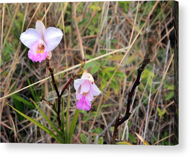 Orchid Acrylic Print featuring the photograph Wild Orchid by Mary Haber