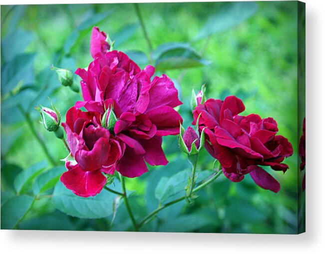 Rose Acrylic Print featuring the photograph Wild Roses by Cricket Hackmann