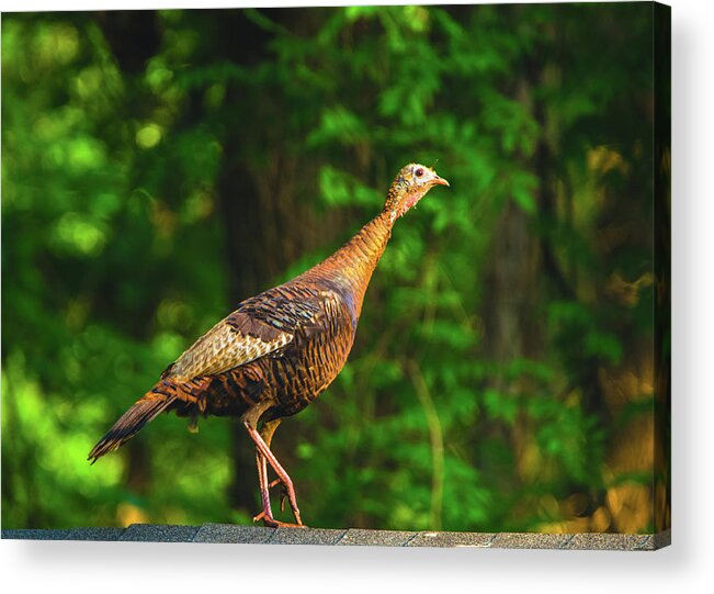04jun2017 Acrylic Print featuring the photograph Wild Turkey Profile on Rooftop by Jeff at JSJ Photography