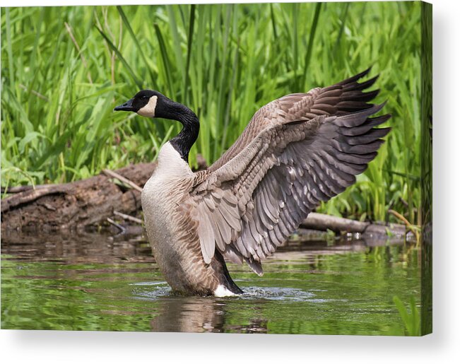 Bird Acrylic Print featuring the photograph Wild Wings by Jody Partin