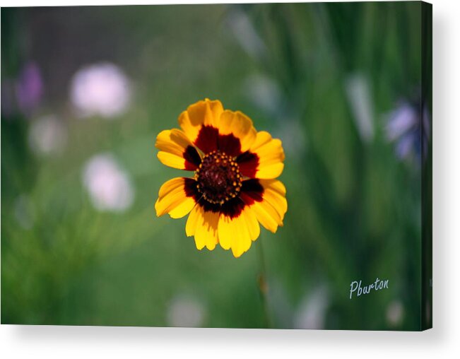 Wildflower Acrylic Print featuring the photograph Wildflower by Phil Burton