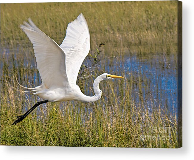 Birds In Flight Acrylic Print featuring the photograph Wings by Judy Kay