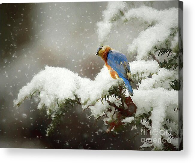 Winter Bluebird Acrylic Print featuring the photograph Winter Bluebird by Darren Fisher