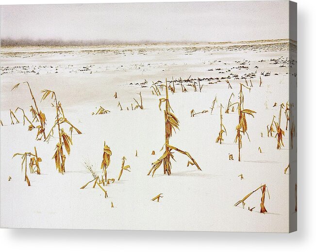 Snow Acrylic Print featuring the painting Winter Cornfield by Conrad Mieschke