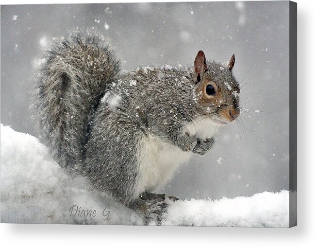 Winter Squirrel Acrylic Print featuring the photograph Winter by Diane Giurco