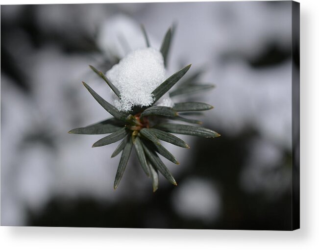 Conifer Acrylic Print featuring the photograph Winter's Grip by Richard Andrews