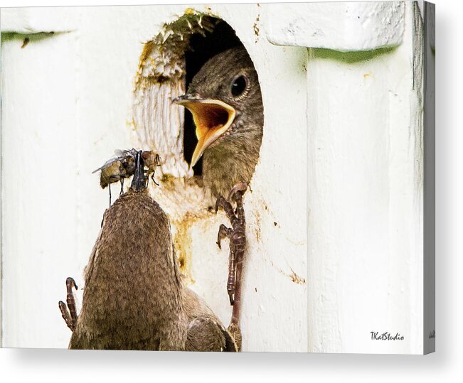 Baby Birds Acrylic Print featuring the photograph Wren Breakfast by Tim Kathka